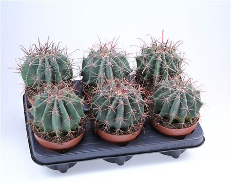 Ferocactus Horridus