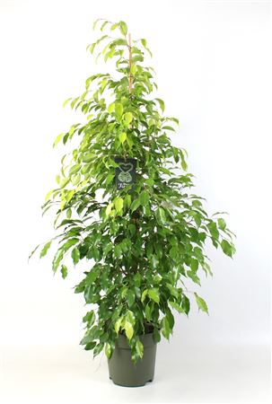 Ficus Be Reginald