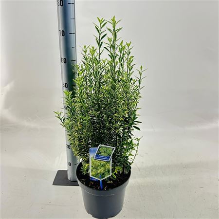 Euonymus Jap Micr Aureomariegatus