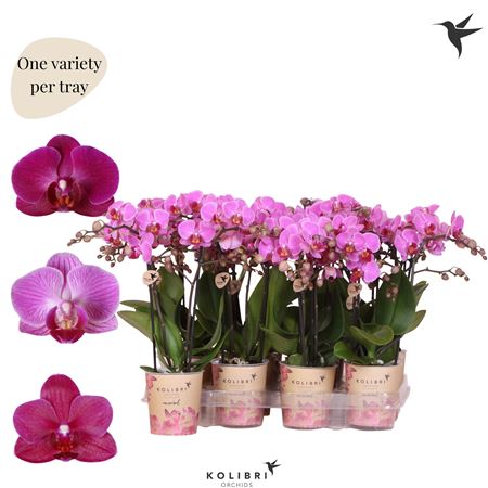 Phal Little Kolibri 2st Violet 22+ (ok)
