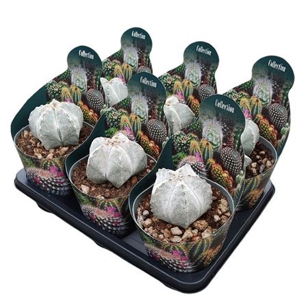 Astrophytum Onzuka Potcover