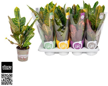 Croton 2 Soorten Mix Excellent En Petra "morelips®