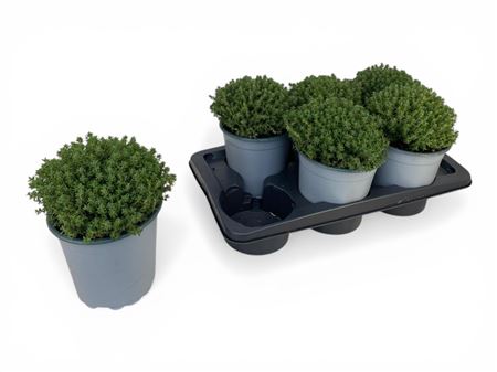 Thymus Faustini Bush