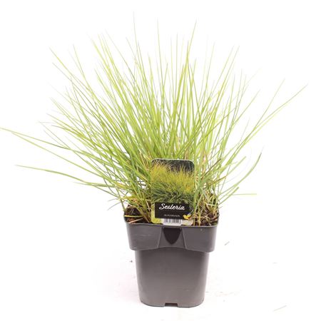 Sesleria Autumnalis
