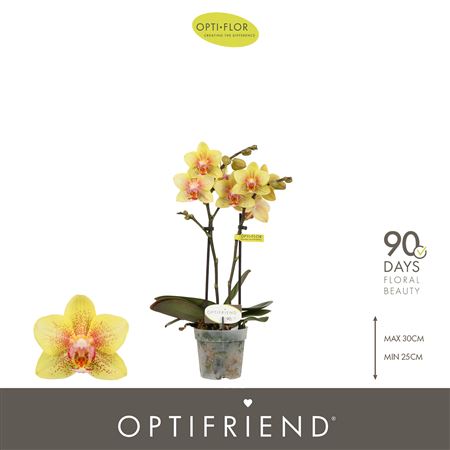 Phal 2st Mini Indy 10+ (opti)