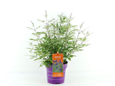 Vitex Agn. Queen Bee (first Editions®)