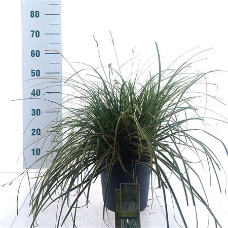 Carex Oshimensis Evercolor Evercream