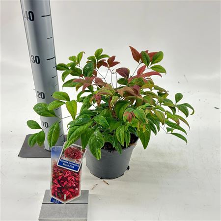 Nandina Domestica Blush Pink