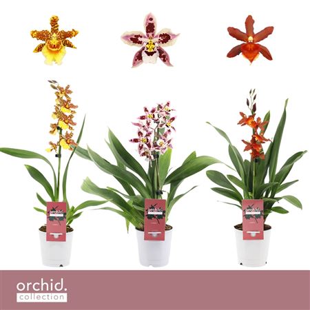 Cambria 1st Mix Orchid Collection