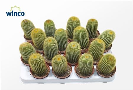 Notocactus Leninghausii