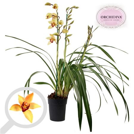Cymbidium 3-4st Dark Shirley