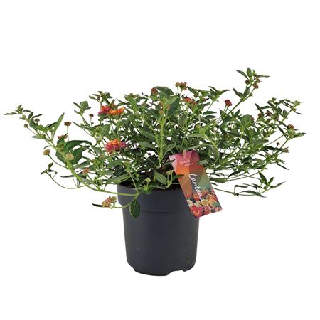 Lantana Camara Passion Fruit