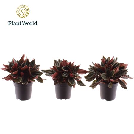 Peperomia Rosso