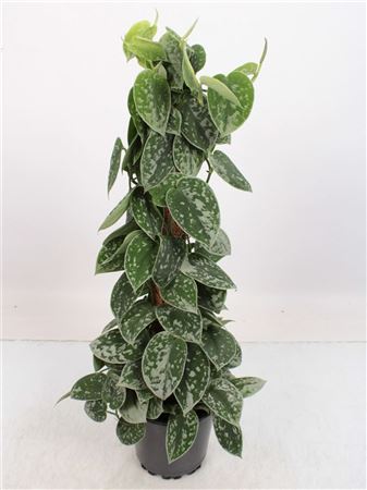 Сциндапсус Серебристый Энн Мосс Полюс