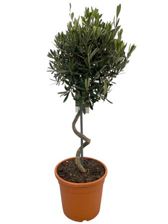 Olea Europaea Spiral Stem