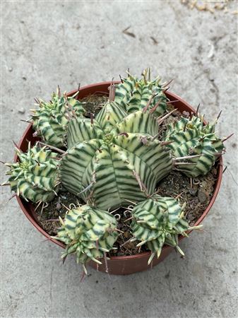 Euphorbia Meloformis