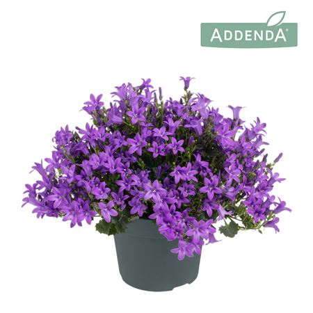 Campanula Ambella Intens Purple