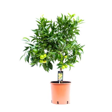 Citrus Clementine On Stem