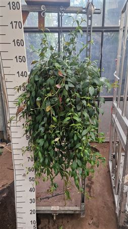 Aeschynanthus Marmoratus Hangplant