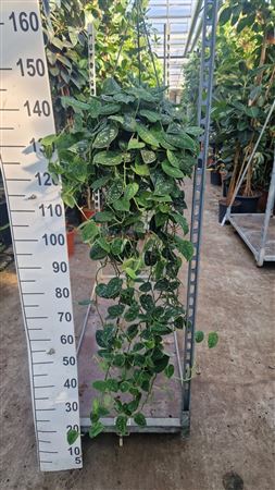 Scindapsus Pictus Argyraeus Hangplant