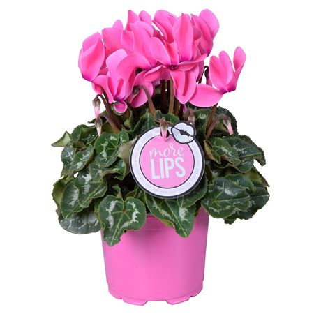 Cyclamen Super Allure Pink (morelips)