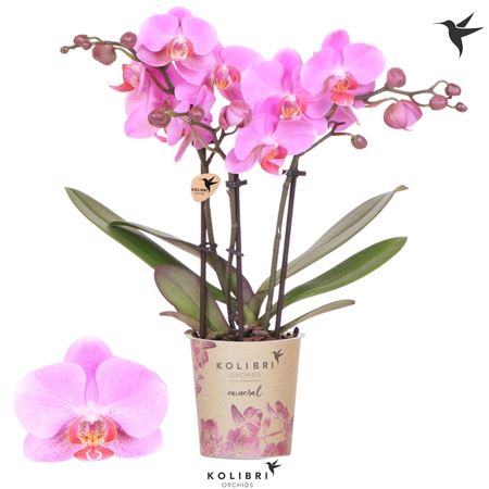 Kolibri Orchids Phalaenopsis Mineral Frederikstad