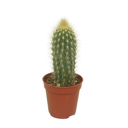 Vatricania Guentherii 43 Cm