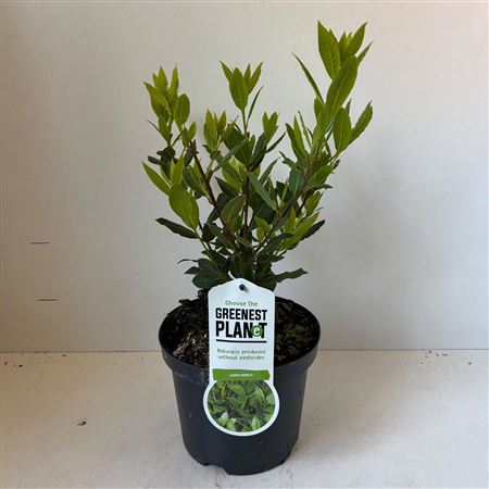 Laurus Nobilis