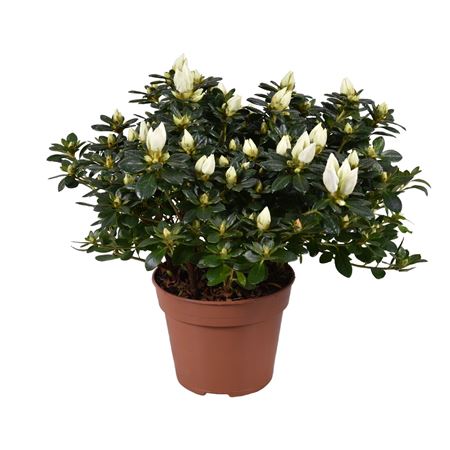 Azalea Mme Gerard Kint White Open