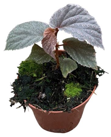 Begonia Lamriana Silver