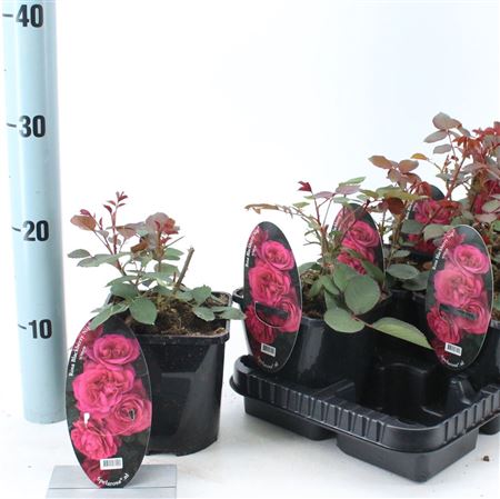 Rosa Patio Blackbarry Nipp