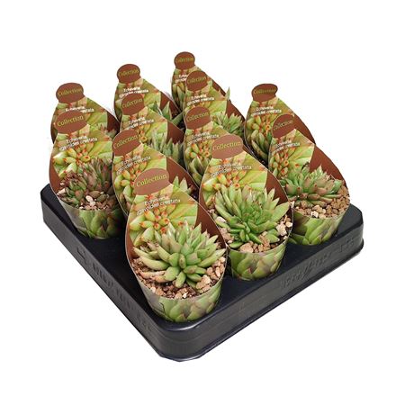 Echeveria Agavoides Crestata Potcover