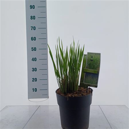 Panicum Virgatum Northwind