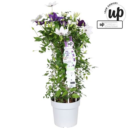 Clematis Double Up Blue-white