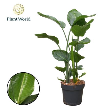 Strelitzia Nicolai 3 Pp (zonder Bloem) 140-160