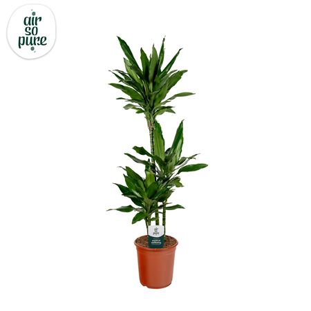 Drac Janet Lind 75-30-10 (air So Pure)