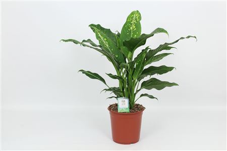 Dieffenbachia Galaxy