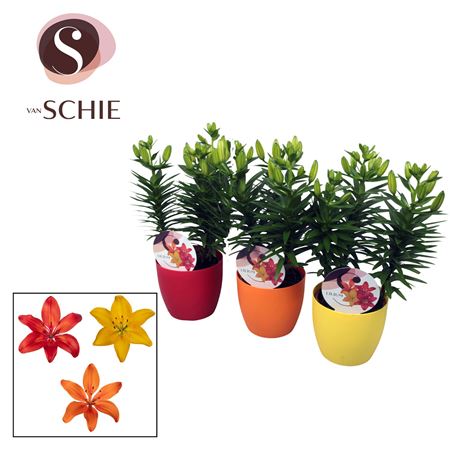 Lilium As Mix 3pp Декопот