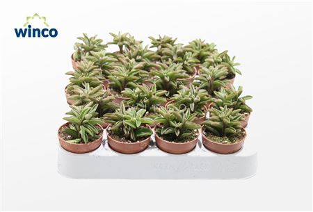 Peperomia Asperula