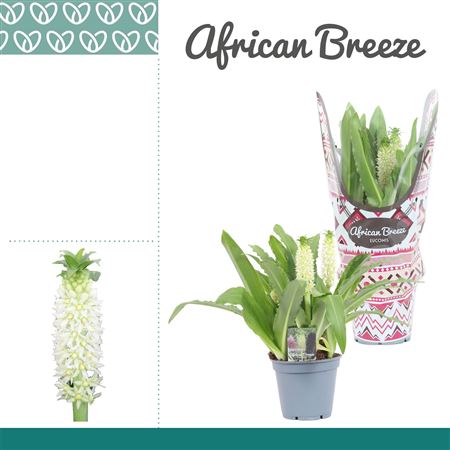 Eucomis White