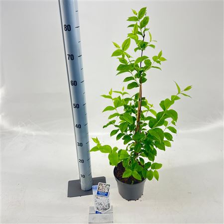 Abeliophyllum Distichum
