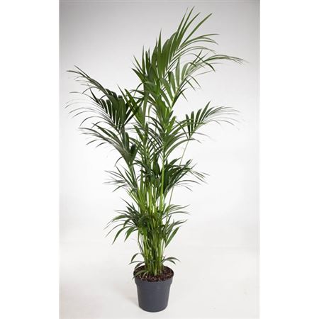 Howea Forsteriana 12pp