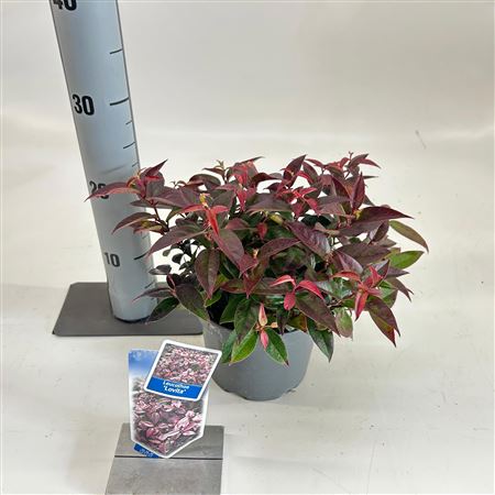 Leucothoë Ax Zeblid