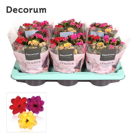 Kal Cal Serenity Carnaval (decorum)