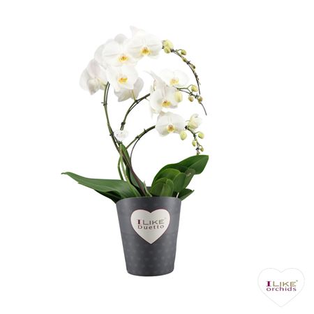 Phal Duetto White Yellow Lip Swan 25+ (лево)