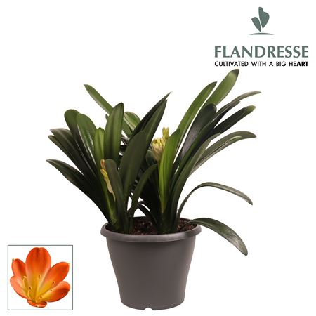 Clivia Strong Triple Orange