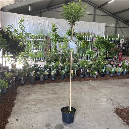 Prunus Eminens Umbraculifera On Stem