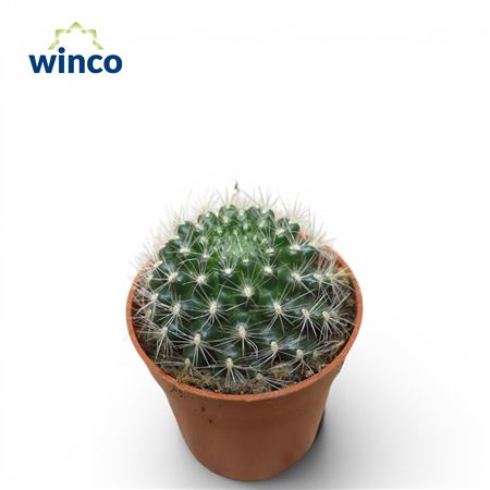 Mammillaria Cobrensis