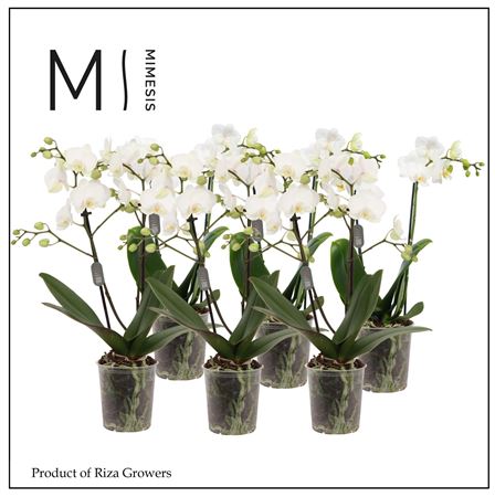 Phal 2st White 16 + (mimesis)