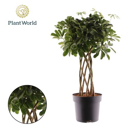 Schefflera Nora Tube(dec)
